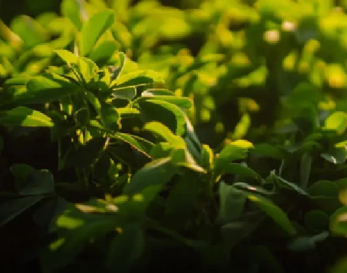 Alfalfa and forage for ruminant feed pellets and biomass fuel production