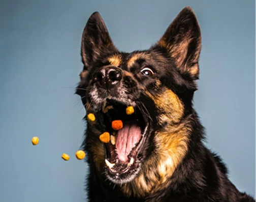 Extruded pet food pellets for dogs, cats and companion animals