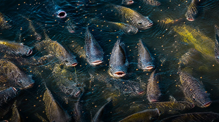 Floating and sinking fish feed pellets made by aquatic feed extruder