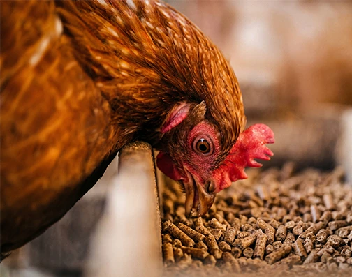 Poultry feed pellets for chickens, ducks and geese produced by feed mill