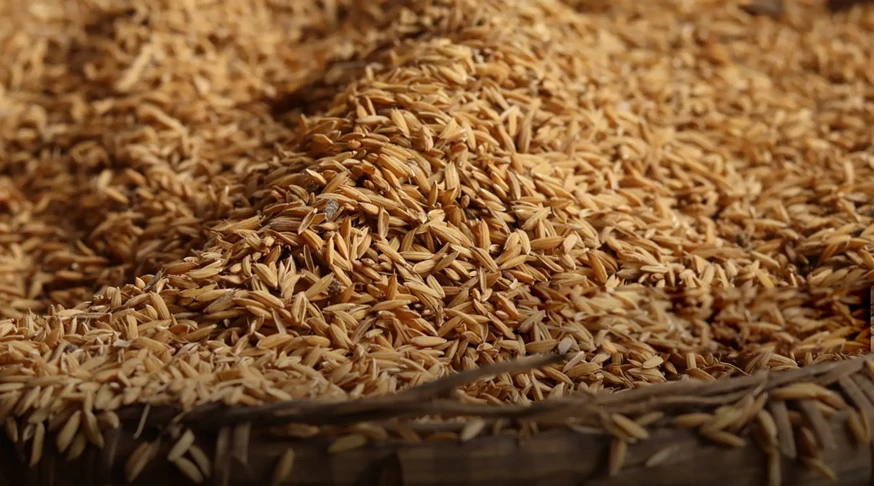 Rice husk raw materials for biomass pellets production