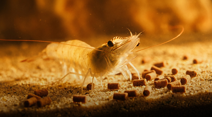Water-stable shrimp feed pellets produced by shrimp feed extruder