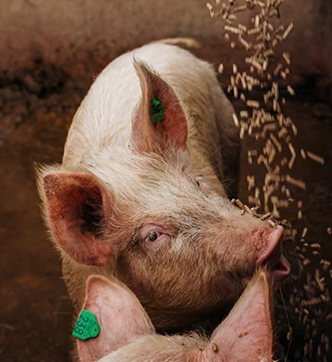 animal husbandry pig feed production line