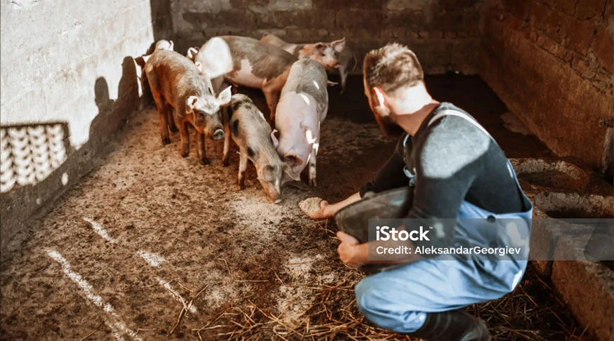 pig feed in livestock animals