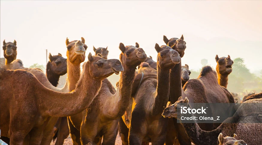feed for ruminant camels