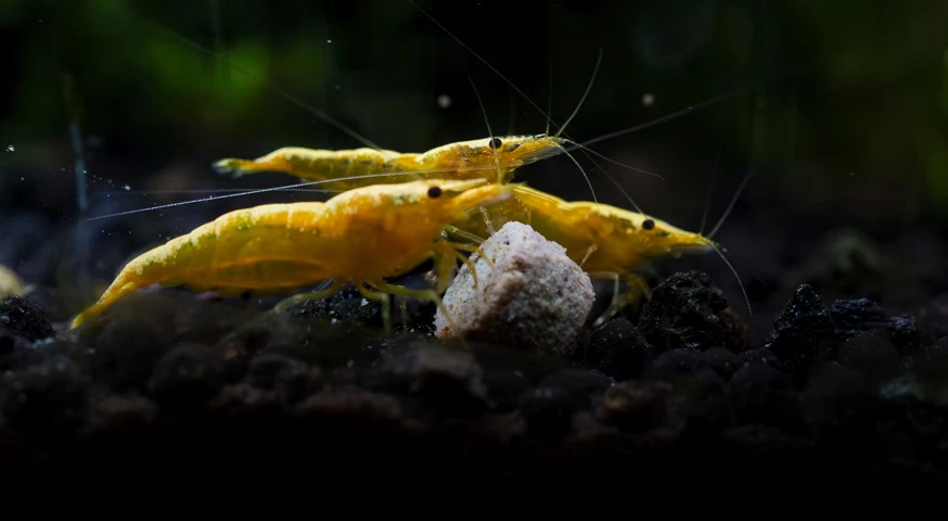 aquatic prawn and crab feed production line