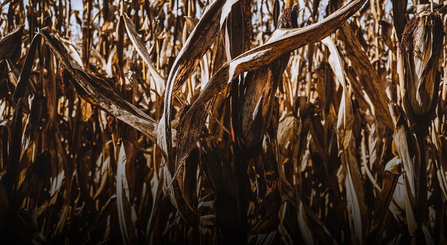 crop and straw as raw material  for biomass pellet
