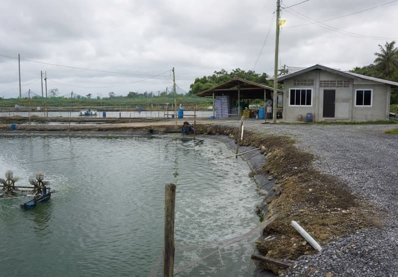Automated fish farming cooperatives