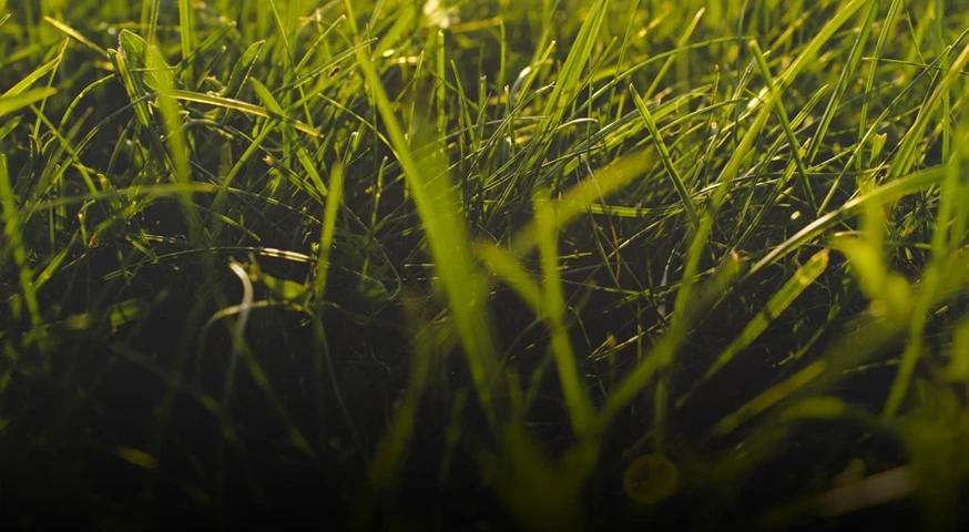 forage and alfalfa as raw material  for biomass pellet