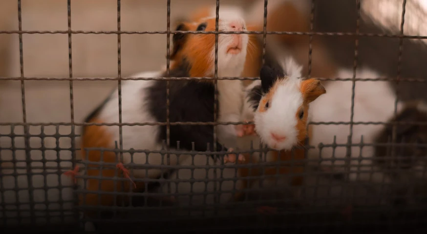 hamster ornamental fish pet feed