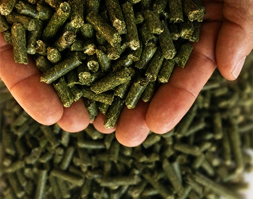 Alfalfa, grass and straw hay pellets for ruminant feed made by high-fiber pellet mill