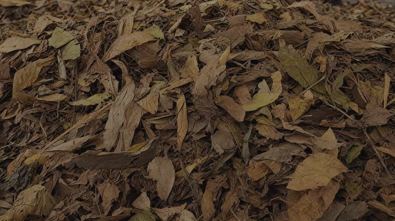 Easily accessible leaves