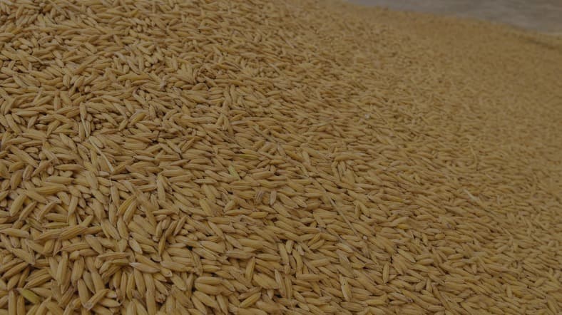Easily accessible rice