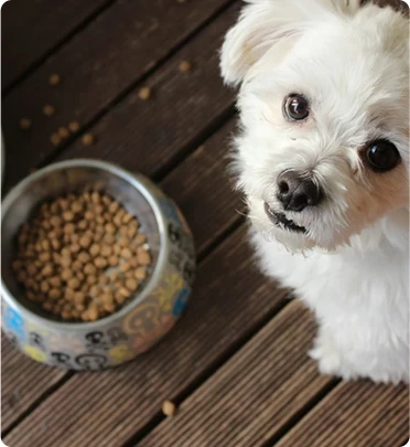 pet pellet feed production line