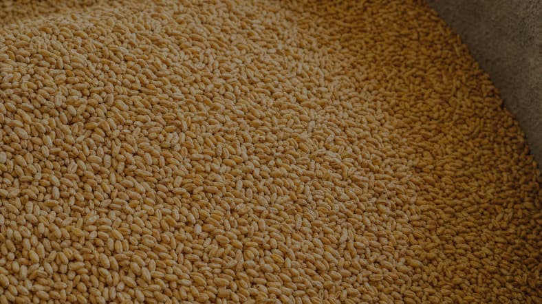 Easily accessible wheat